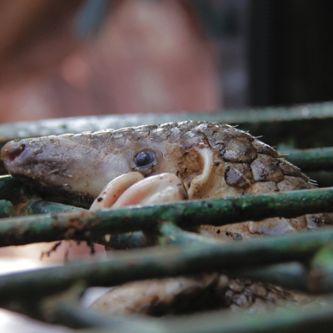 A Pangolin in a cage