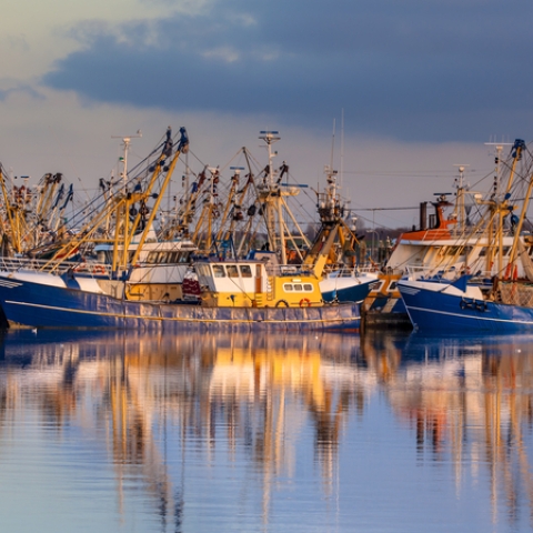 Fishing boats in a harbour