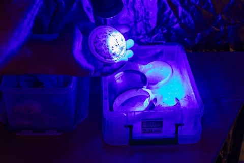 Unmasking the Illegal Wildlife Trade