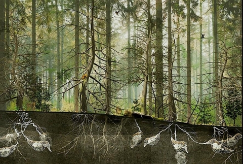 Mini-Masterclass Talk Series: Nature & Technology in Visualising Eco-Scapes