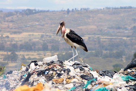 Marabou stock standing on a heap of plastics waste in Nakuru, Kenya © James Wakibia