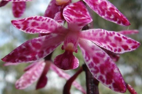Bilaterally symmetrical orchid