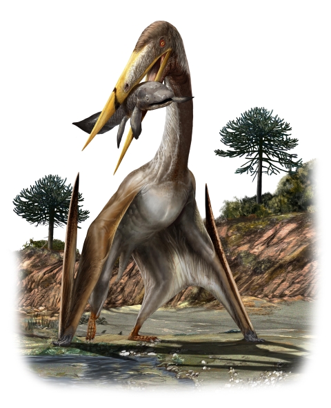 This pterosaur is called Alanqa saharica – credit Davide Bonadonna