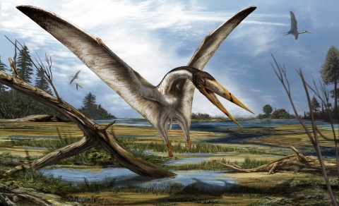 North African Alanqa, a pterosaur