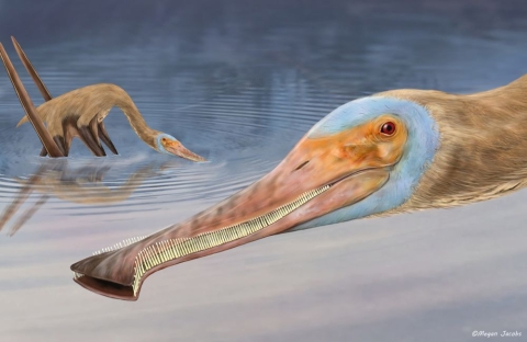 An artist's impression of an unusual new species of pterosaur, which had over 400 teeth that looked like the prongs of a nit comb.