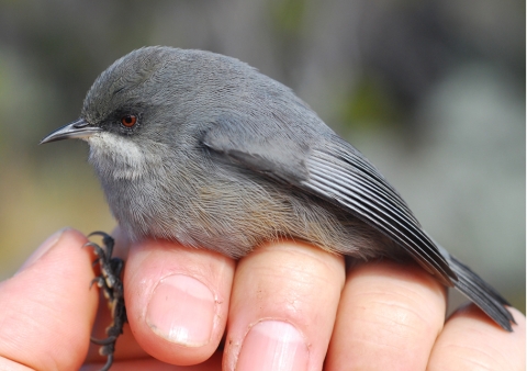 The gray version of the grey white-eye bird, on Reunion Island