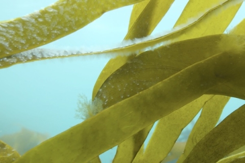 A sea fir growing on kelp fronds