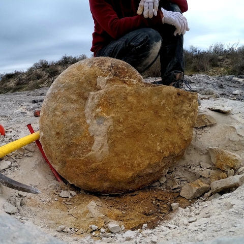 Scientists recover a giant ammonite in Mexico