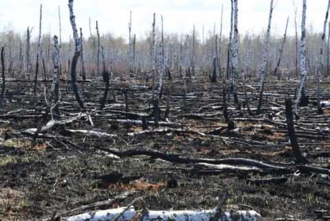 Burnt trees near Chernobyl