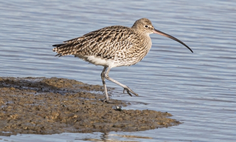 Picture of a curlew