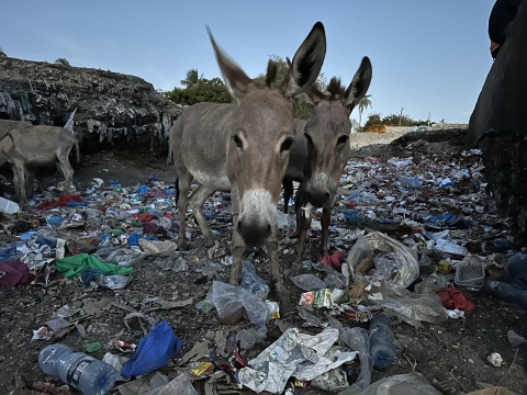 donkeys and plastic