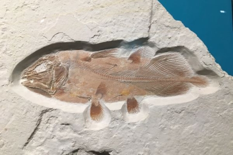 An example of what a complete fish fossil coelacanth looks like