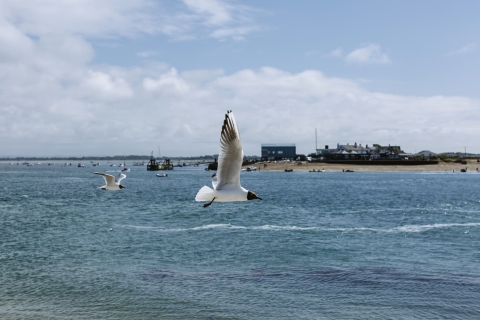 Seagulls flying across open sea