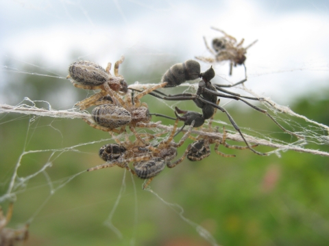 Group of spiders attacking prey in a web