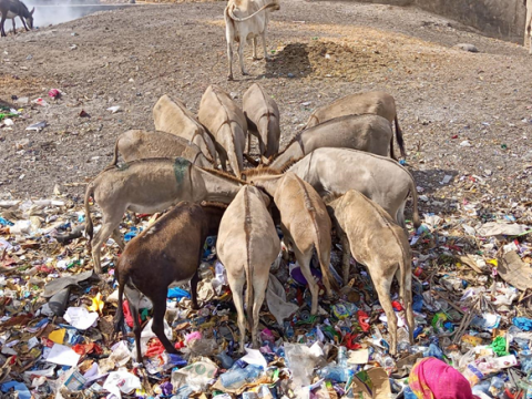 Donkeys eating plastic
