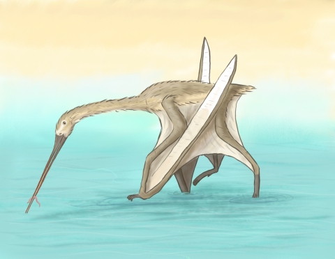 Kiwi pterosaur
