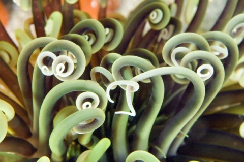 Up close image of sea worms