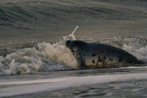 Seal