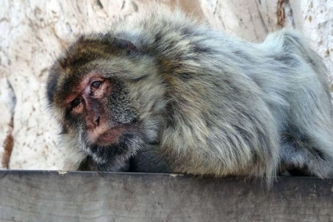 Macaque lying down
