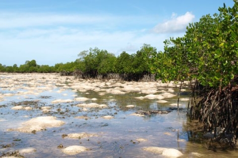 A polluted river by a mangrove forest