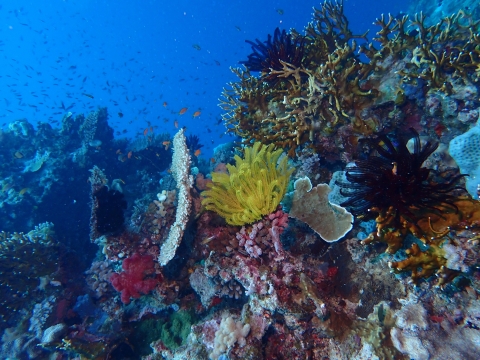 Image taken underwater, showing a marine ecosystem