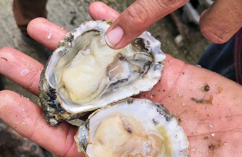 image of an opened native oyster showing its inner contents
