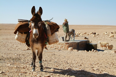 a-working-donkey-in-a-desert-environment