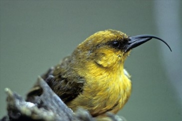 honeybee