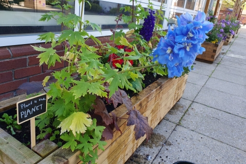 Pollinator-friendly plants