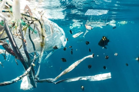 plastic waste in the ocean with fish swimming nearby