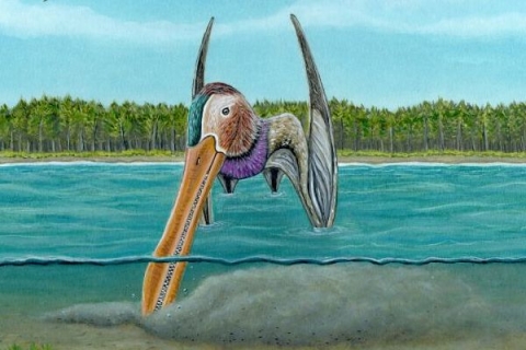 Meg Jacobs artwork of a Pterosaur searching a river bed