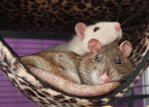 two mice laying down on small hammock