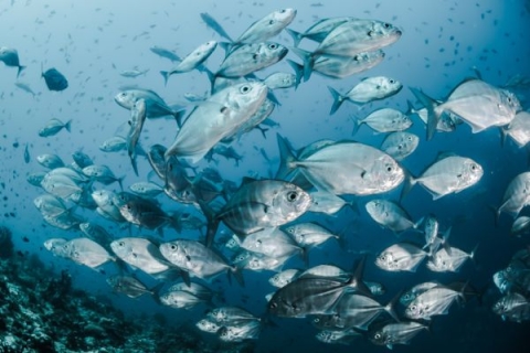 Five ways fish are more like humans than you realise