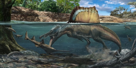 An artist's impression of Spinosaurus diving underwater to catch prey