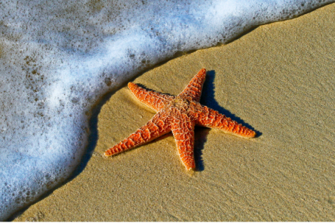 Starfish on a beach