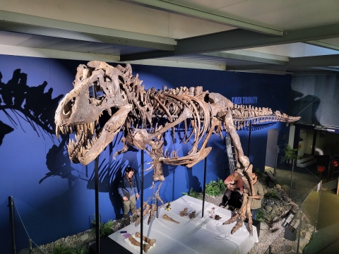 Trinity T.rex skeleton