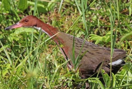 White-throated rail in grass