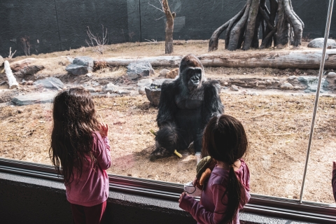 Two children looking at a gorilla in a zoo
