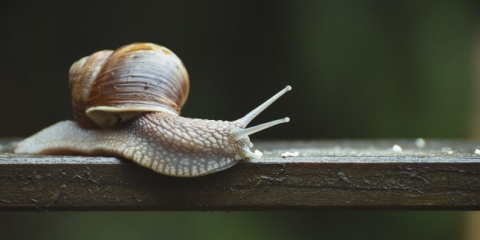 A snail moving along a piece of wood