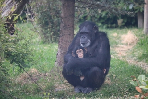 Chimpanzee with their baby