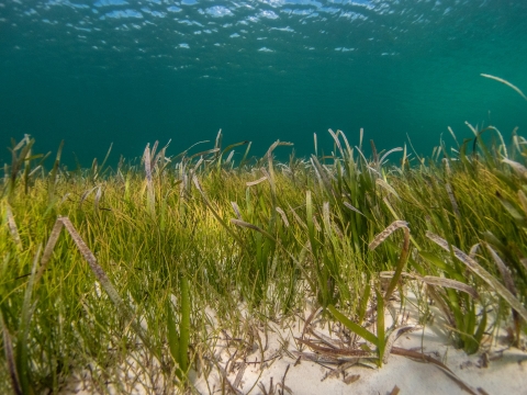 A picture of long green seagrass swaying in the ocean which is turquoise 