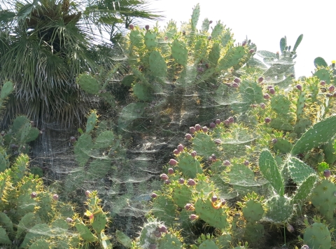 Image shows the large webs of tropical tent web spiders, Cyrtophora citricola