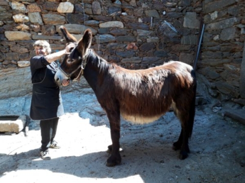 Owner stands alongside her working donkey in Portugal 