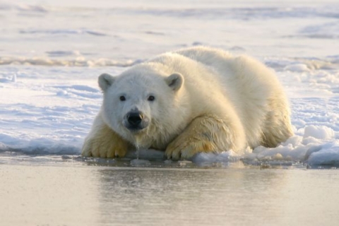 A polar bear lying on the edge of a block of ice