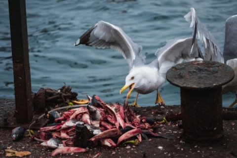 A Seagull picking at fish waste on a wooden pier 