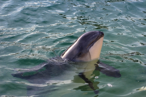 porpoise