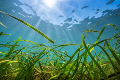 Seagrass marine environment