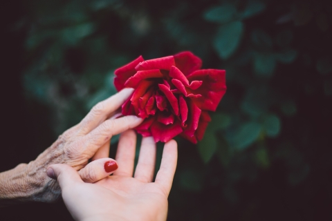 Holding rose between hands
