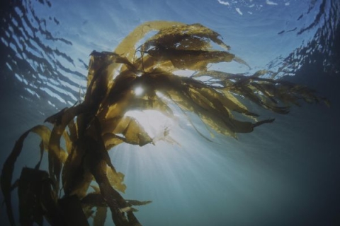 Image of kelp underwater.