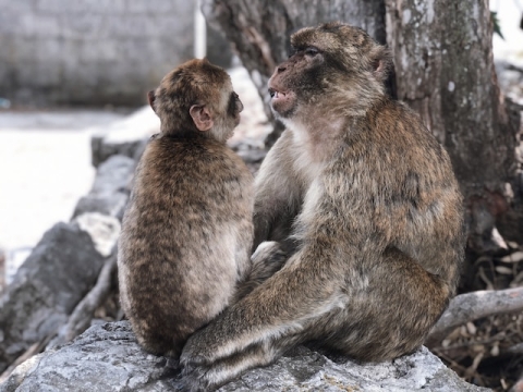 macaques looking at each other